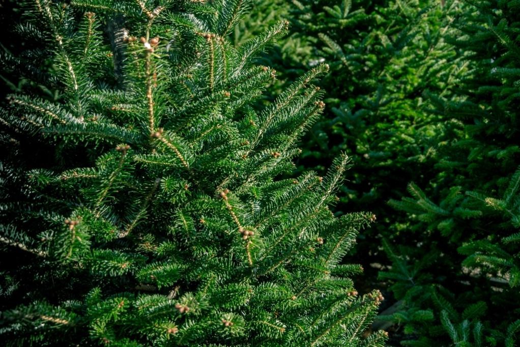 Bäume aus dem Stadtwald Mosbach werden unter nachhaltigen Methoden von unserem Forstamt herangezogen. ©Stadt Mosbach Bäume aus dem Stadtwald Mosbach werden unter nachhaltigen Methoden von unserem Forstamt herangezogen. ©Stadt Mosbach