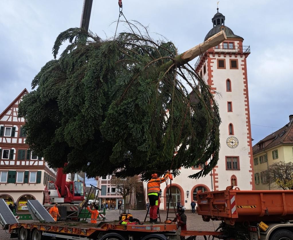 Stadt Mosbach sucht Privatbäume für die Weihnachtszeit, (c) Stadt Mosbach