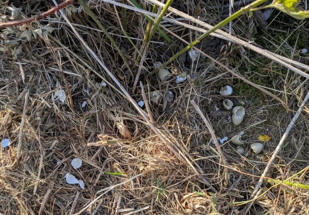 Gelege (c) Elmar Werling