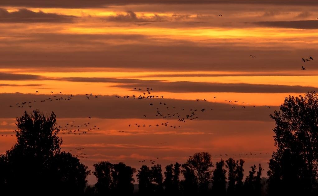 Zugvögel im Sonnenuntergang, (c) Michael Gelhardt