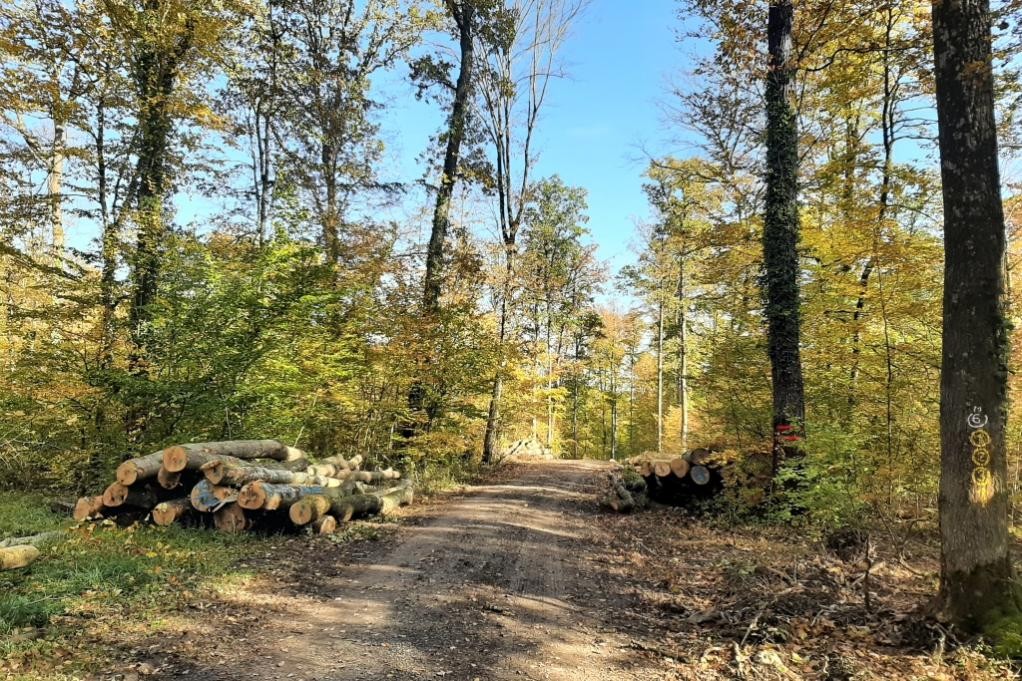 Brennholz aus dem Stadtwald: Bestellungen ab sofort möglich. (c) Stadt Mosbachz